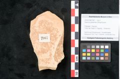 Foto (Objekt + Etikett) von Quercus palaeoilex Ettingshausen (NHMW-GEO-2024-0188-7967)